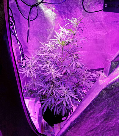 Sterling Haze (Super Silver Haze) reg (Nirvana Seeds) семена конопли