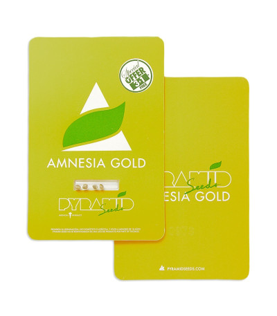 Amnesia Gold fem (Pyramid Seeds) семена конопли
