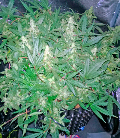 Deep Cheese fem (Dinafem Seeds) семена конопли