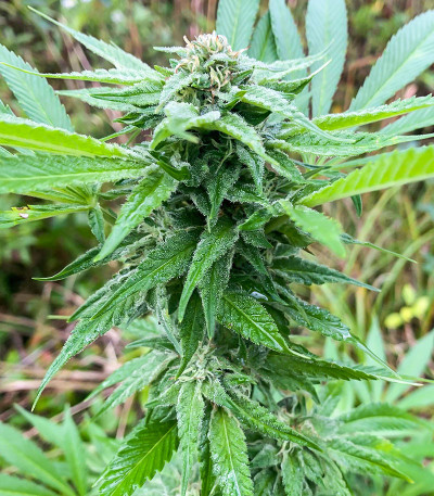 Kush Mintz fem (Barney's Farm) семена конопли