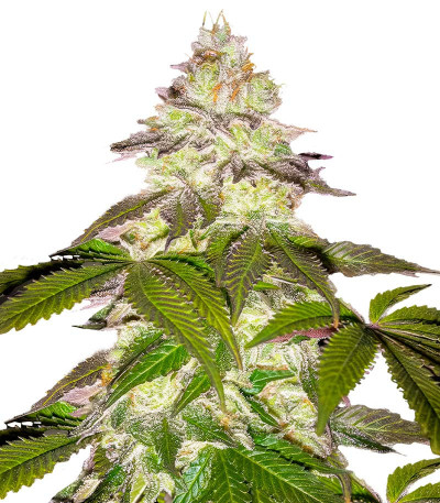 Milky Dreams fem (Green House Seeds) семена конопли