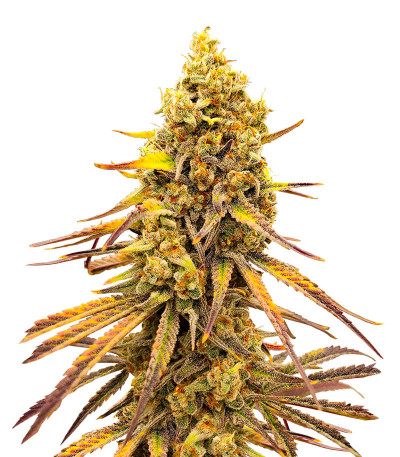 Семена конопли сорта Black Widow