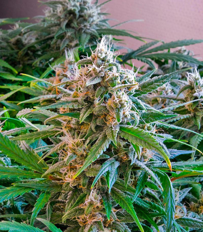 CBD Apple Betty Auto fem (Herbies Seeds) семена конопли