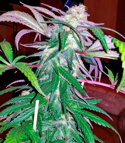 Caboose fem (Strain Hunters) семена конопли