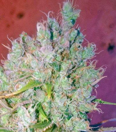 Cheese fem (Green House Seeds) семена конопли