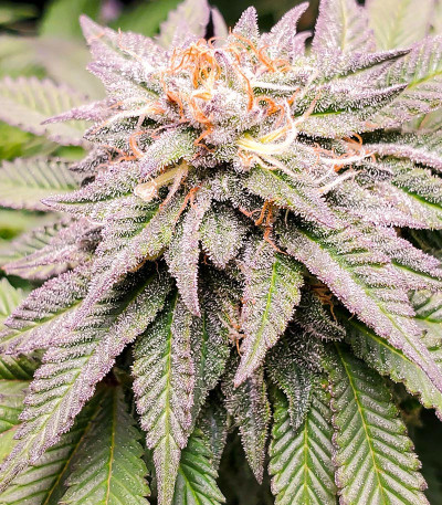 Dozy Cookies fem (AlphaFem Seeds) семена конопли