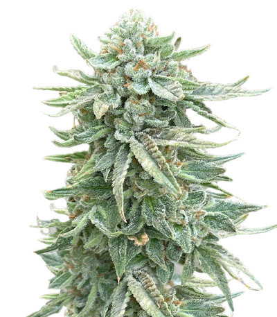Dozy Doz fem (AlphaFem Seeds) семена конопли