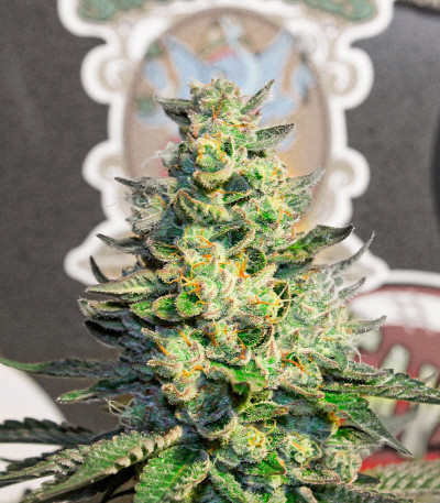 El Dorado OG fem (Paradise Seeds) семена конопли