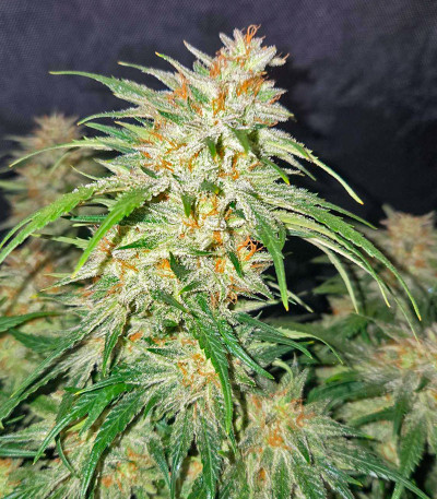 Frostbanger Auto F3 fem (FastBuds) семена конопли
