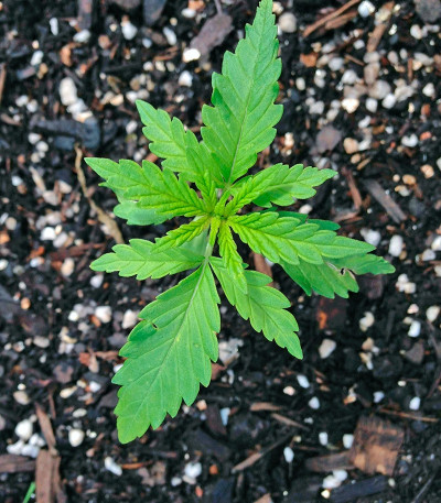 Сорт марихуаны Honey B