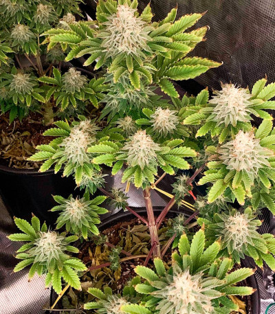 Jungle Lava fem (Original Sensible Seeds) семена конопли