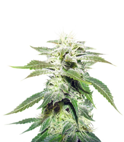 Original White Widow (IBL) fem семена конопли