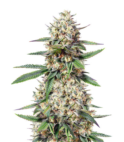 Семена Nova OG (Anesia Seeds)
