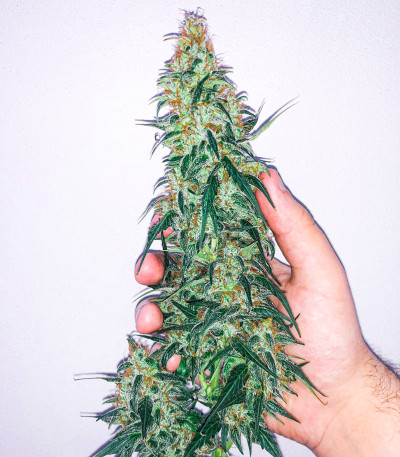 Wedding Cheesecake Auto fem (FastBuds) семена конопли