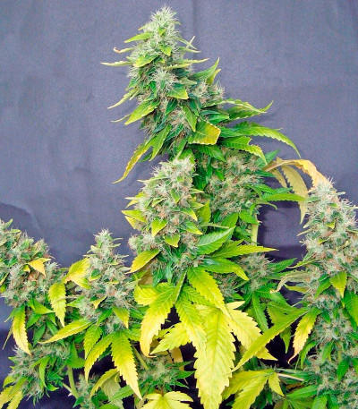 White Rhino fem (Nirvana Seeds) семена конопли