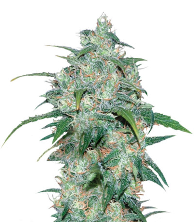 Sativa Pure Origin Collection 8 (World of Seeds) микс семян конопли