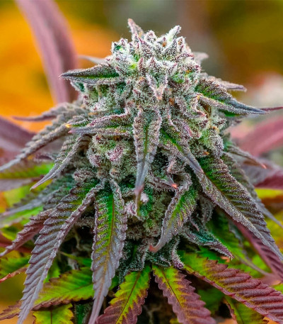 Pulp Friction fem (Green House Seeds) семена конопли