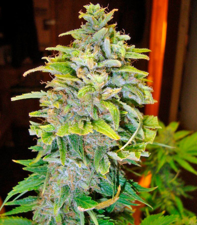 Afrodite fem семена конопли