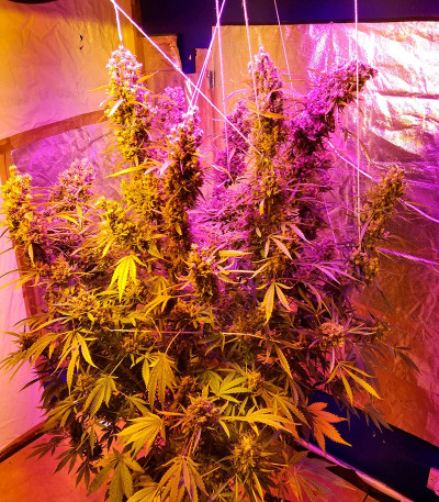 Сорт марихуаны Auto Ultimate fem 