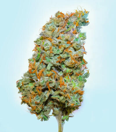 Blue Dream Autoflower fem (Seedkeepers) семена конопли