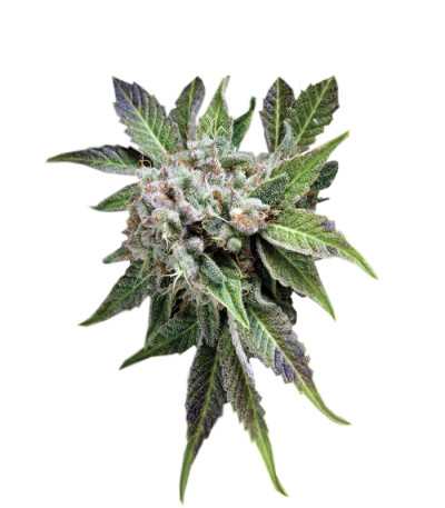 Blue Pyramid fem (Pyramid Seeds) семена конопли