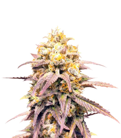 Critical Super Silver Haze fem (Delicious Seeds) семена конопли