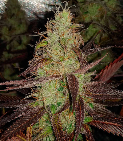 GMO Zkittlez F1 reg (Ethos Genetics) семена конопли