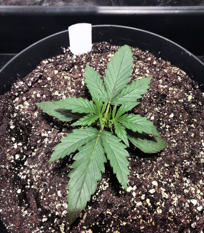 Gelato Auto fem (FastBuds) семена конопли