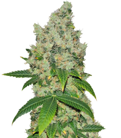 K-Train fem (Green House Seeds) семена конопли