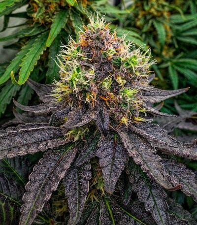 Mookie B R1 fem (Ethos Genetics) семена конопли