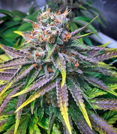 Master Kush fem (Nirvana Seeds) семена конопли