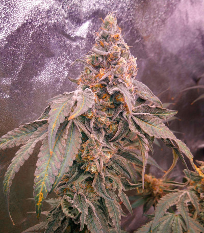 Mimosa Shot fem (Herbies Seeds) семена конопли