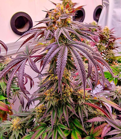 Pellezino Cookies fem (Original Sensible Seeds) семена конопли