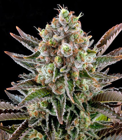 White Widow fem (Dinafem Seeds) семена конопли