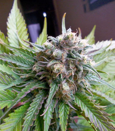 Atomical Haze fem (Paradise Seeds) семена конопли