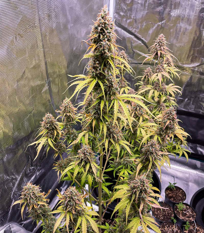 Banana Purple Punch Auto fem (FastBuds) семена конопли