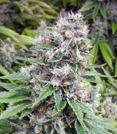 Bay Burger Early Version fem семена конопли