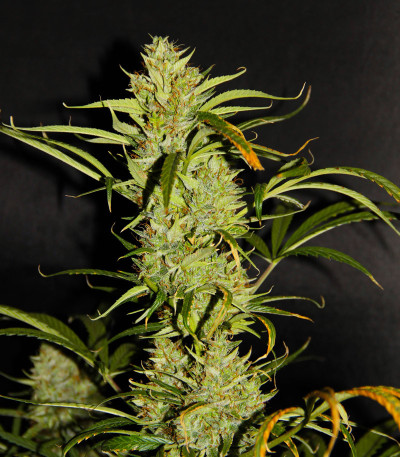 Auto Banana Blaze (Dutch Passion) семена конопли