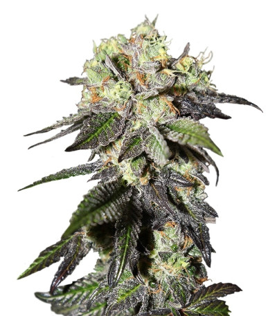 Caboose fem (Strain Hunters) семена конопли