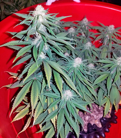 Chocolope fem (DNA Genetics) семена конопли