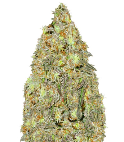 Critical Chronic reg (Sumo Seeds) семена конопли