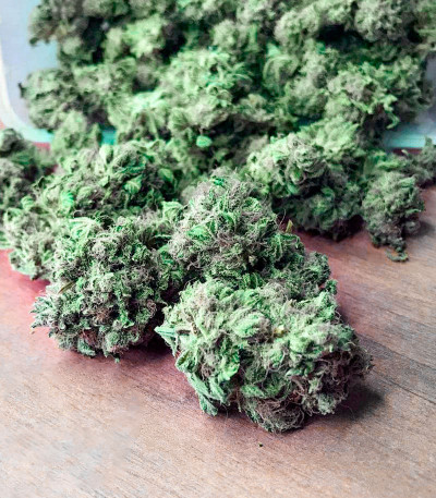 Gorilla Glue # 4 fem ( Cali Buds Seeds) семена конопли