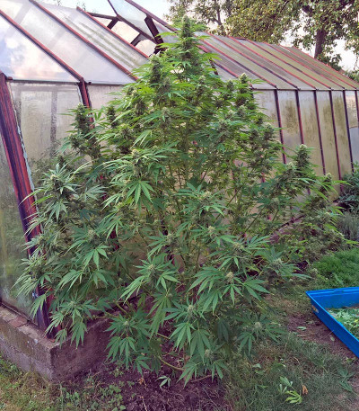 La Blanca fem семена конопли