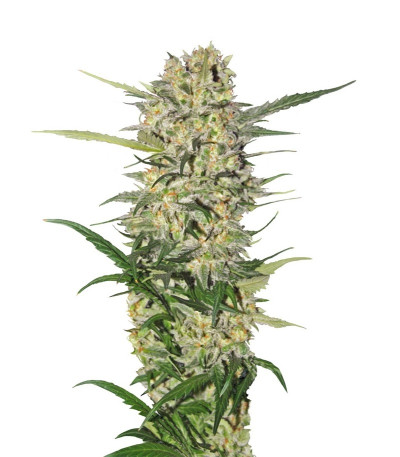 Northern Light fem (Royal Queen Seeds) семена конопли