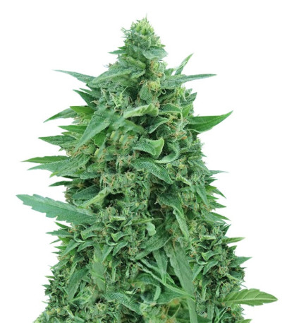OG Kush Auto fem (Dr. Krippling Seeds) семена конопли
