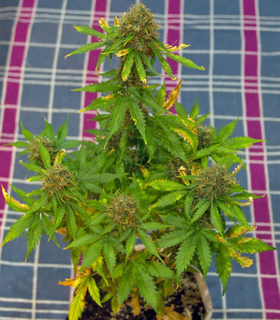 Pandora Auto fem (Paradise Seeds) семена конопли