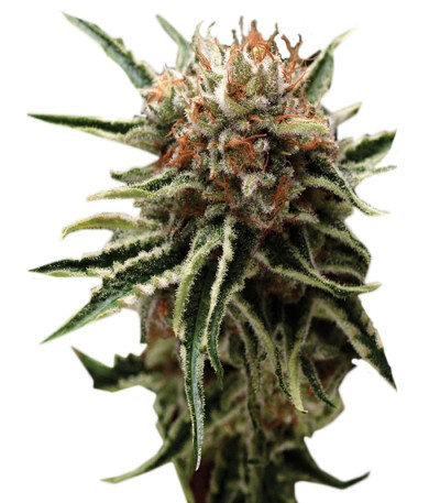 Auto Shark fem (Pyramid Seeds) семена конопли