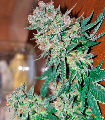 Smile Max Auto fem семена конопли