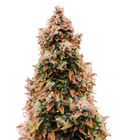 Totally Alpha OG Auto fem (AlphaFem Seeds) семена конопли