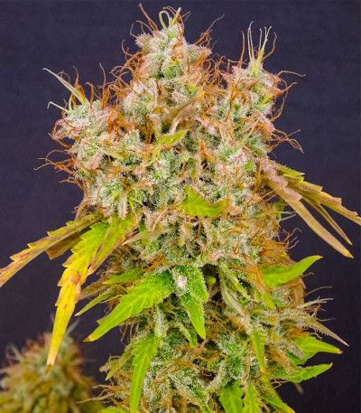 GMO Auto fem (Barney's Farm) семена конопли